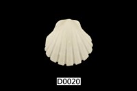 藏品(白碟海扇蛤)的圖片